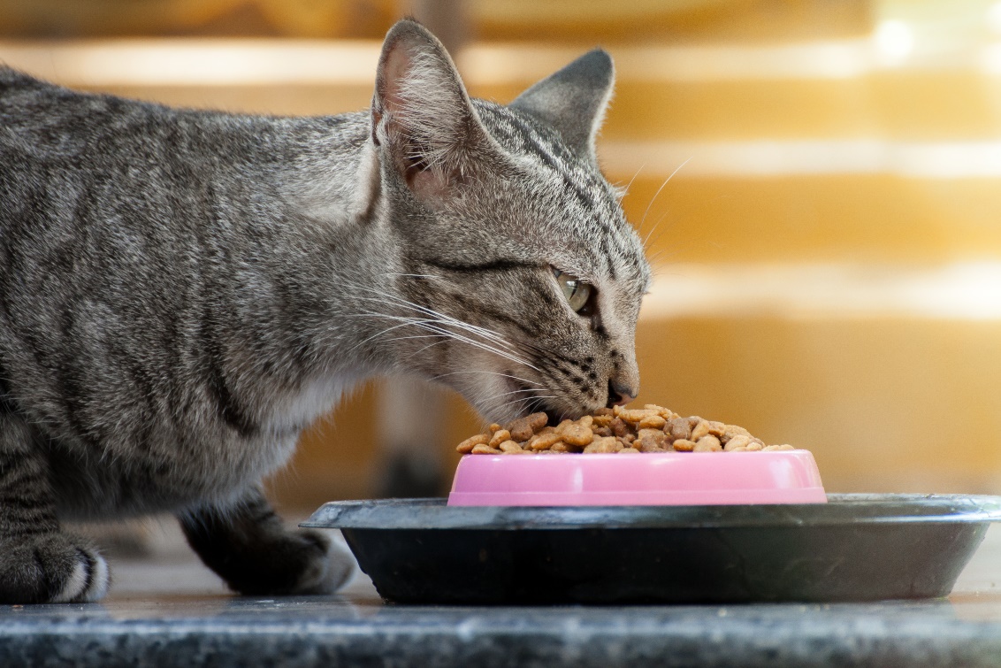 Pienso gatos sin cereales carne fresca - Su quinta pata